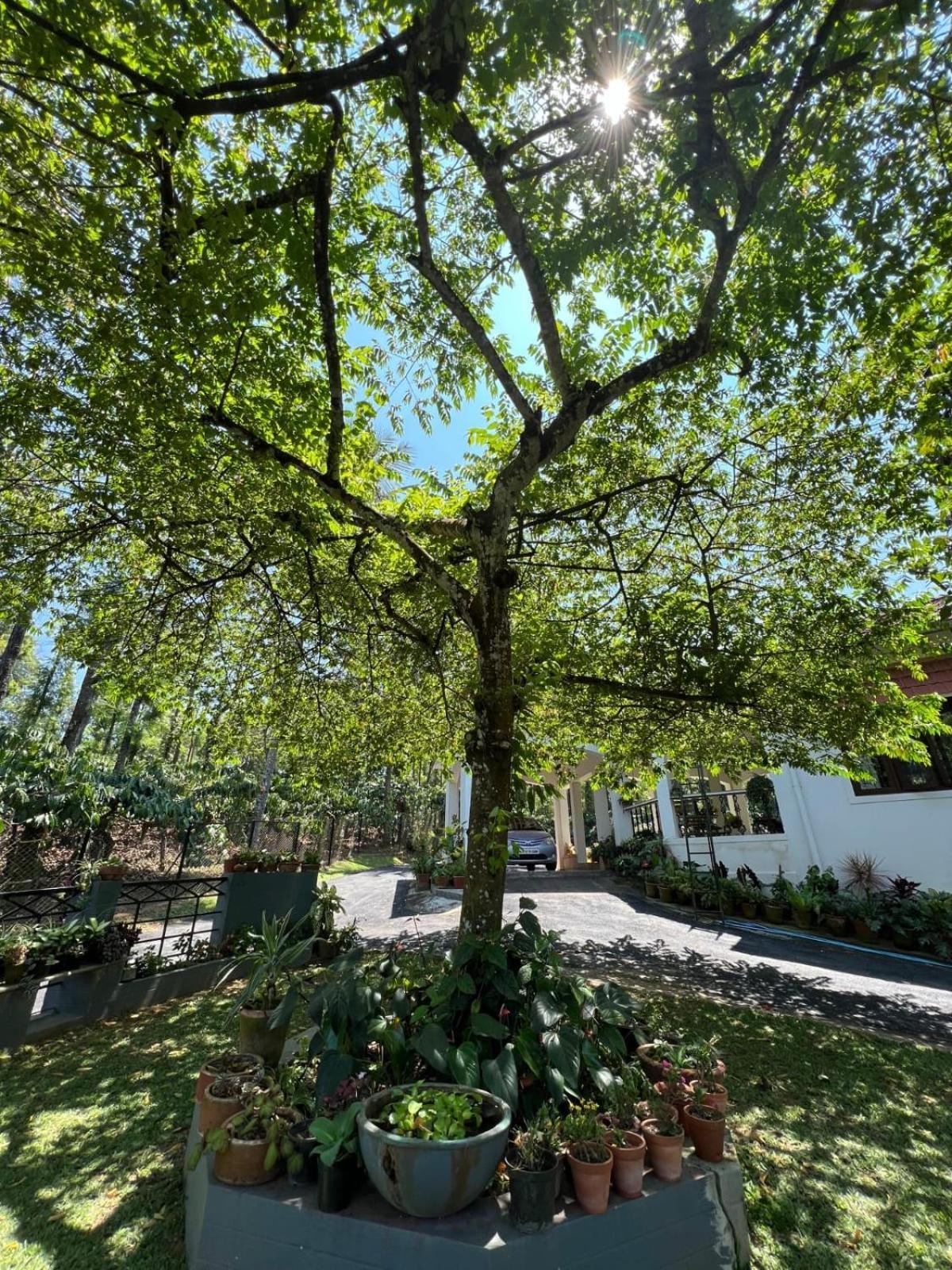 Emerald Castle Villa Madikeri Zewnętrze zdjęcie